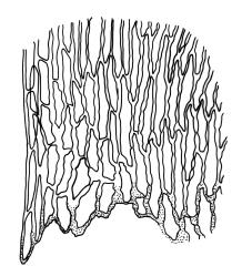 Hampeella pallens, alar cells. Drawn from K.W. Allison 2054, CHR 486028.
 Image: R.C. Wagstaff © Landcare Research 2018 